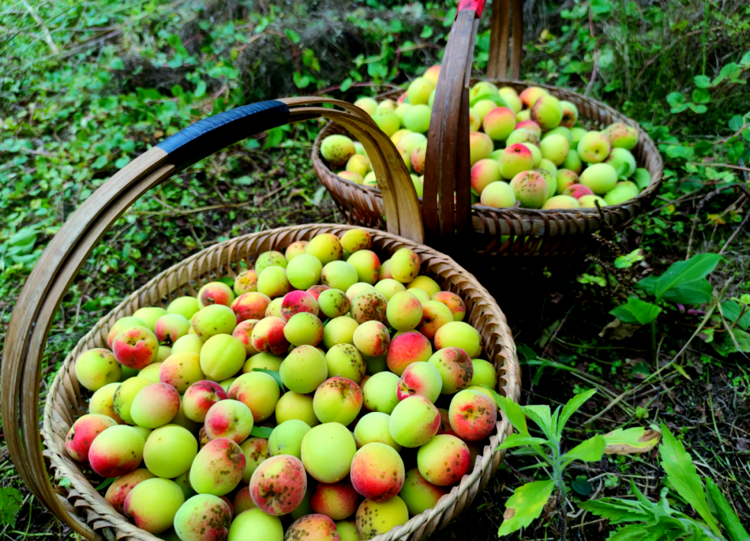 将采摘好的青梅巧妙地转化为梅酒,只需结合新鲜的梅子,适量的冰糖与