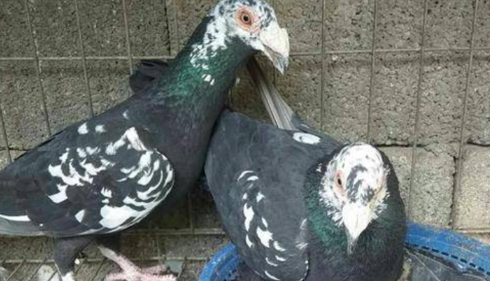 大鼻子鸽子是什么品种