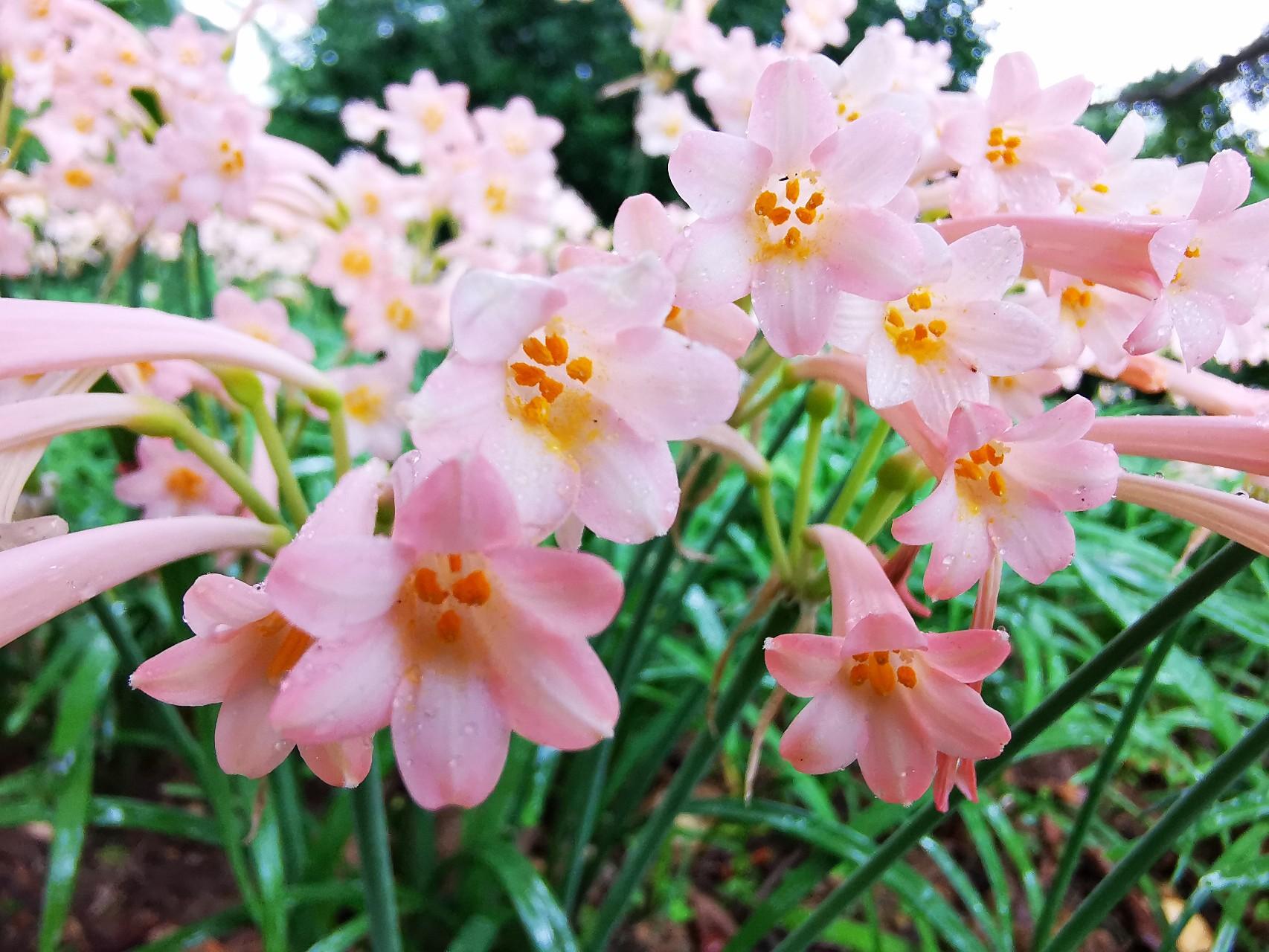 垂筒花花朵优美,开花正当时,养护过程注意这几个方面!