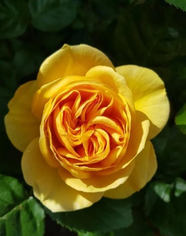 朱莉娅·查尔德(julia child,美妙绝伦absolutely fabulous)