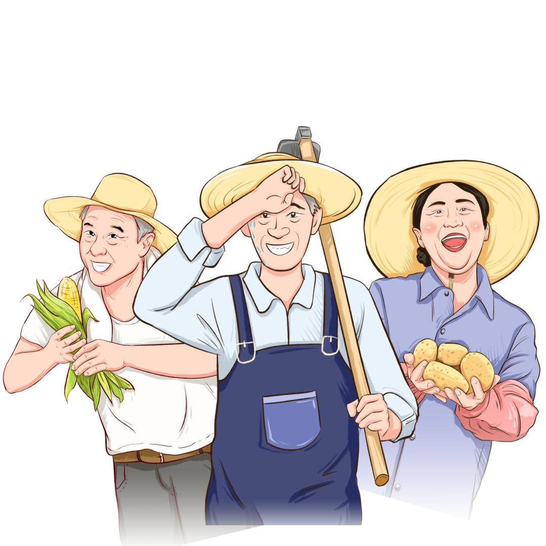 秋收的喜悦 | "红宝宝"变"金片片"!诸暨番薯,大丰收!