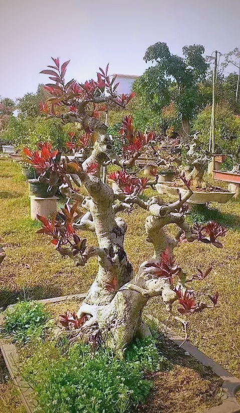 红牛盆景鉴赏与养护:从采桩到摘叶的全面指南