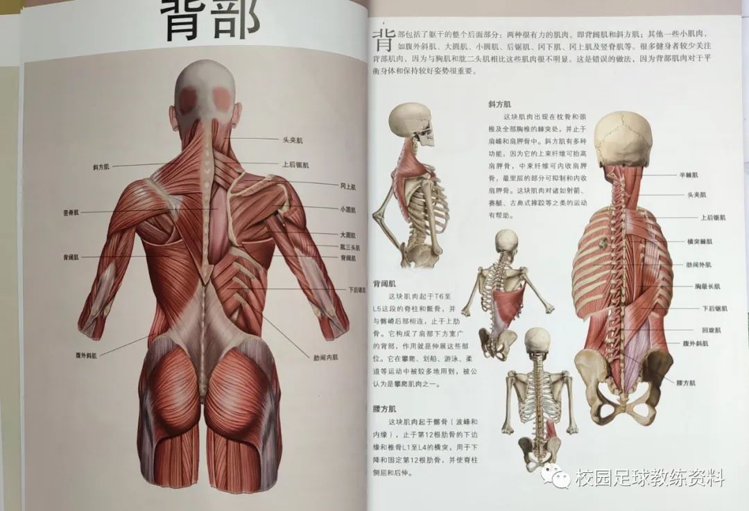 解剖学三轴图解图片
