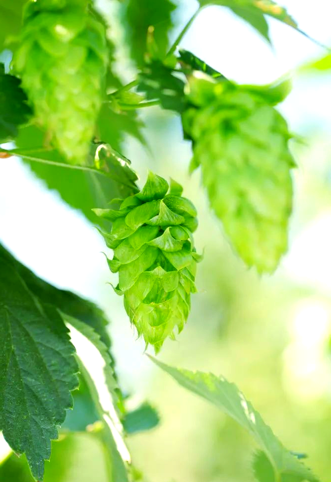 啤酒的酿造之魂