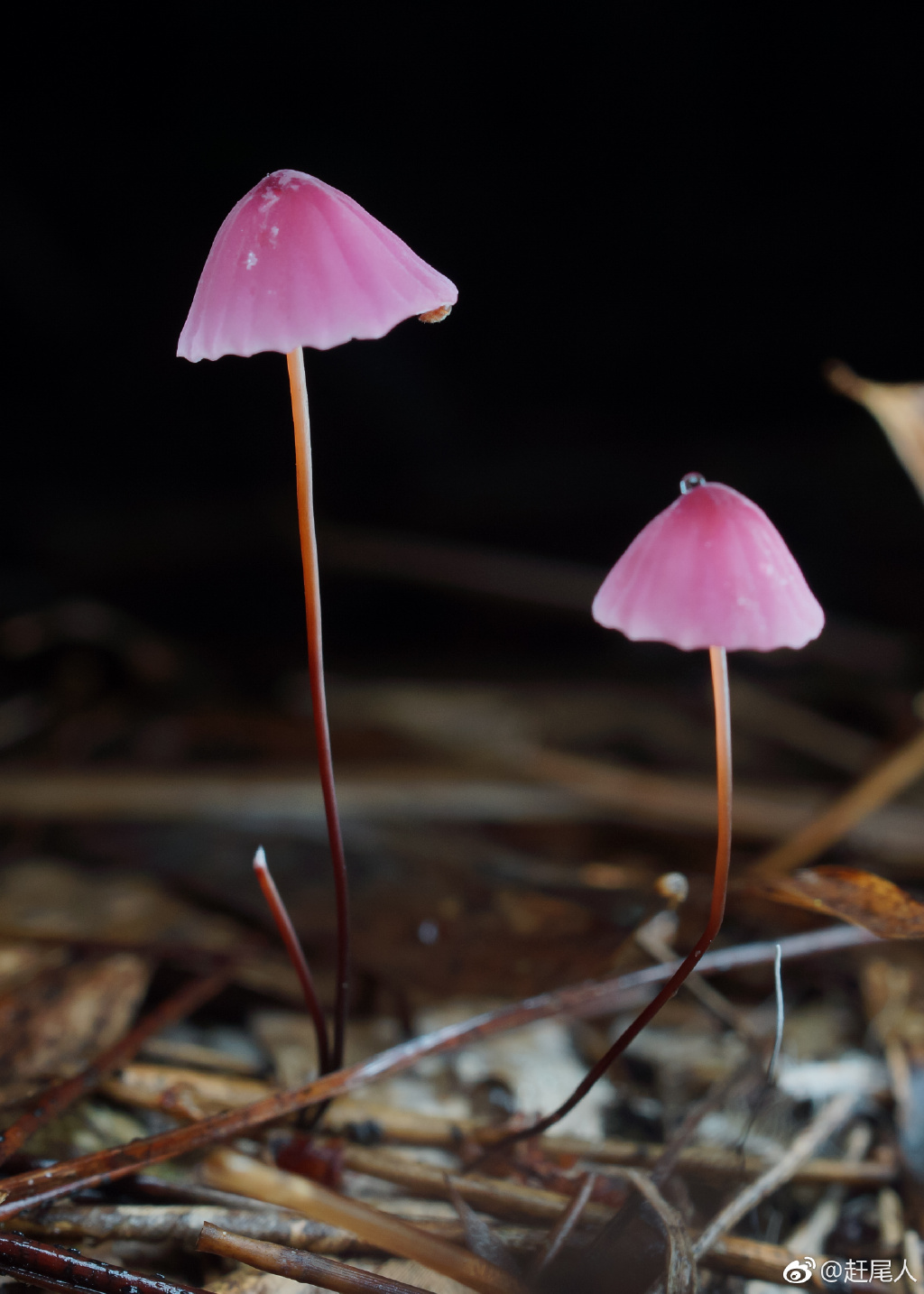 这个"不务正业"的程序猿,玩蘑菇玩出100多万粉丝|我的怪朋友