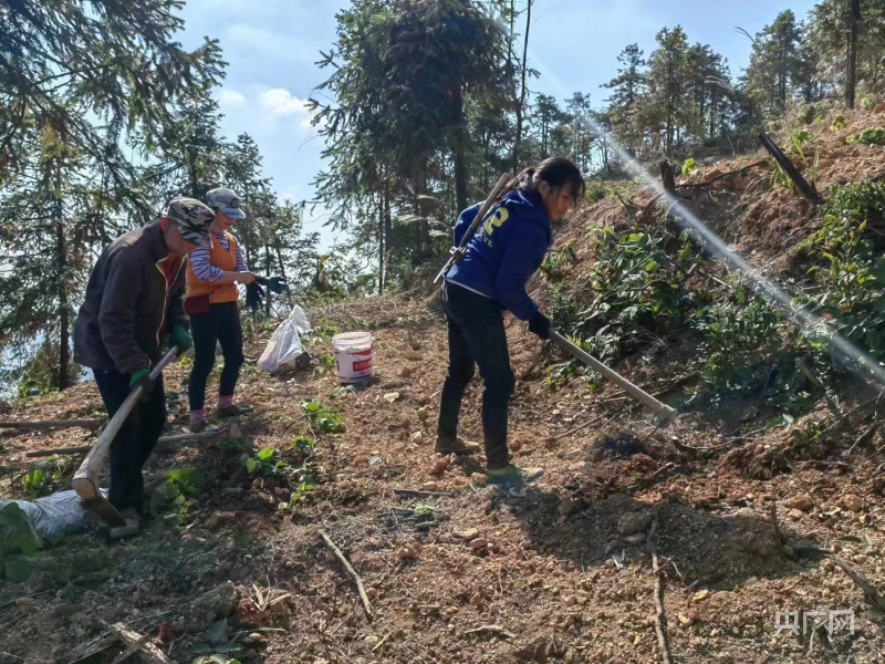湖南新晃:油茶林下种"黄精" 村民过上"富日子"