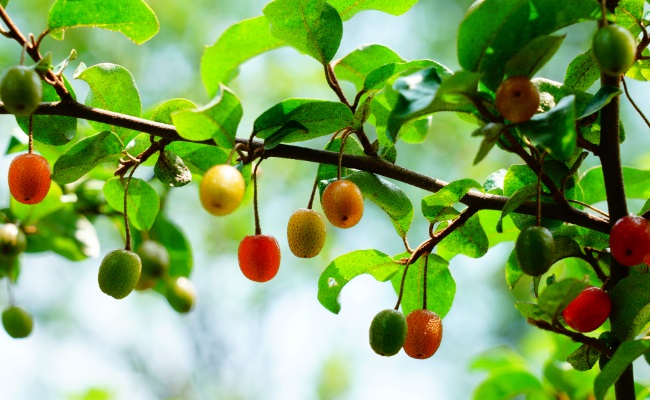 玛瑙似的果实——木半夏