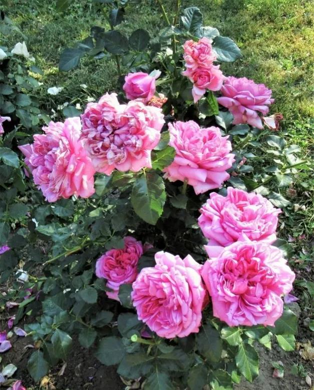 蓬巴杜(pompadour)