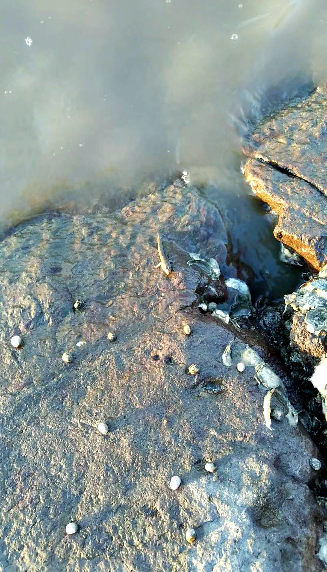 芝麻螺:从潮间带到餐桌上的美味故事