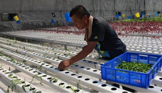 室内无土种植致富项目要成功,得满足这些条件