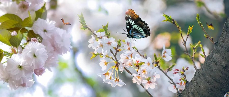 春日詩詞杏花煙雨草木生香共赴一場春日盛宴