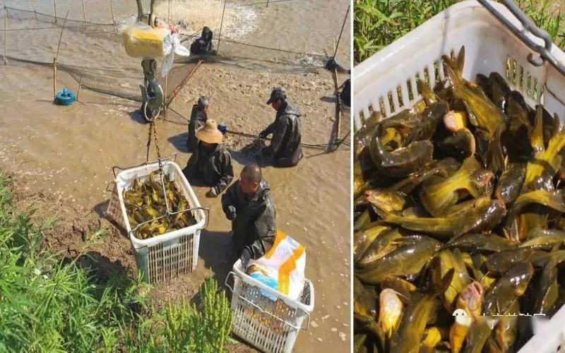 大旺十号:黄骨鱼养殖成本和利润