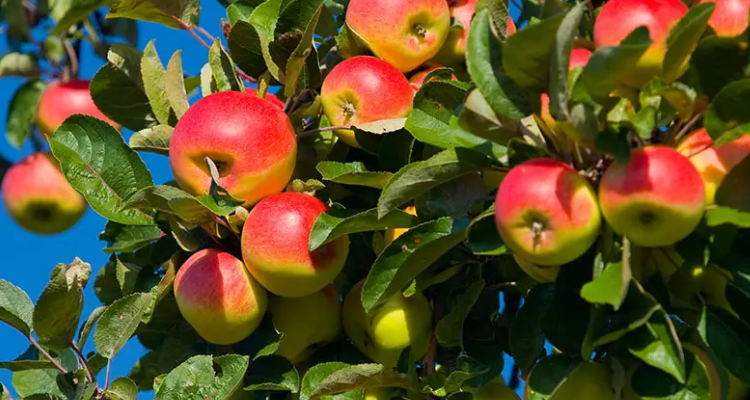 苹果树实生苗几年才能结果