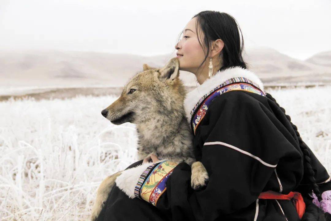 李微漪中国狼女:十年前卖房只为救狼养狼,十年后和狼再相逢