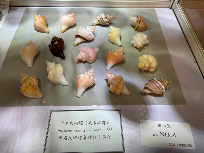 各种各样的贝壳