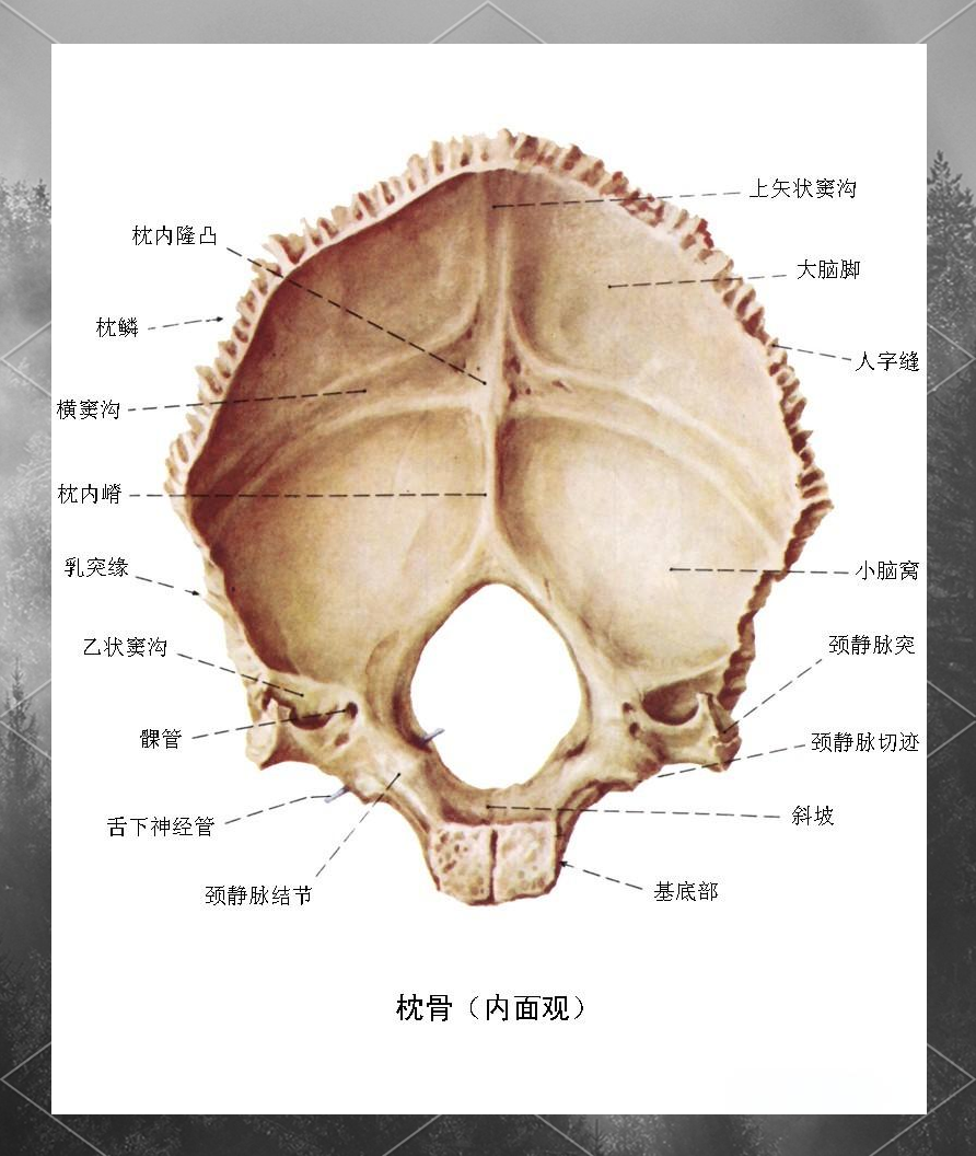 揭秘头骨:头骨结构与功能的全面解析