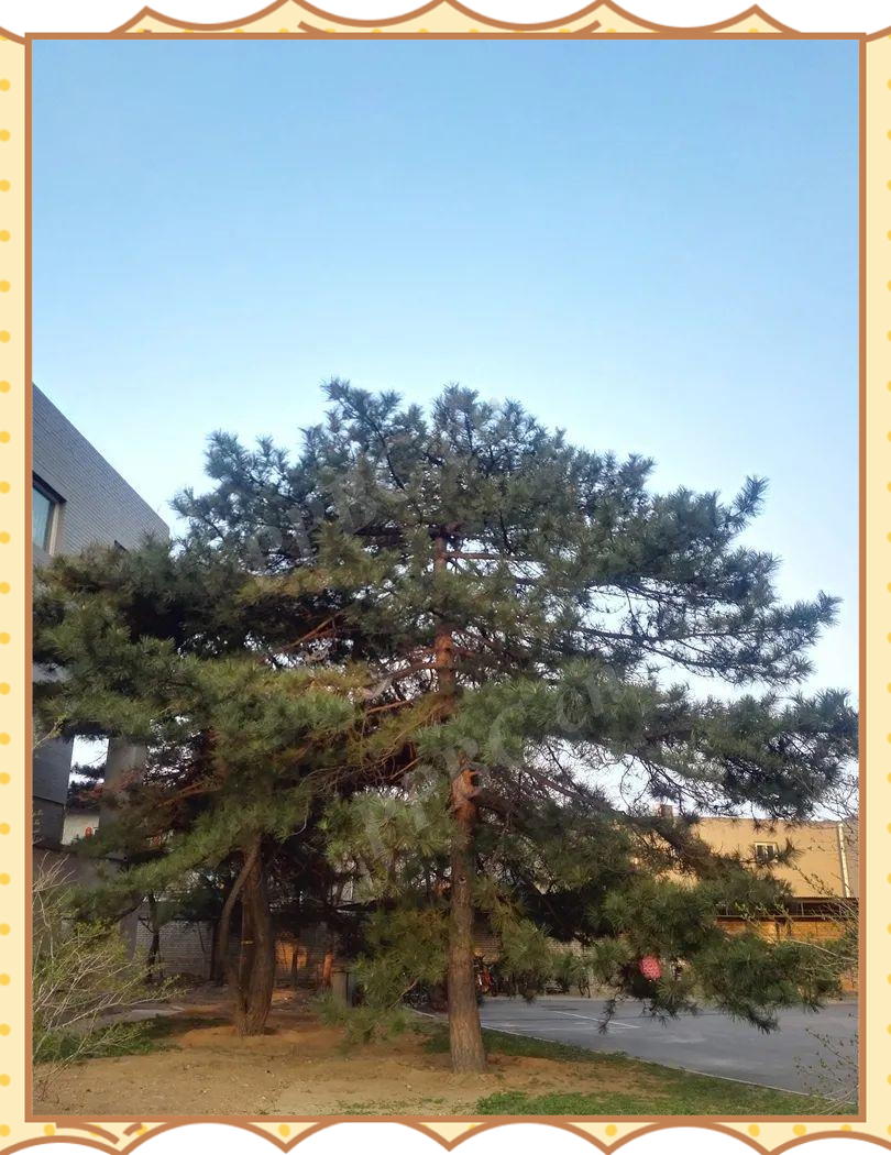 呼和浩特市之树