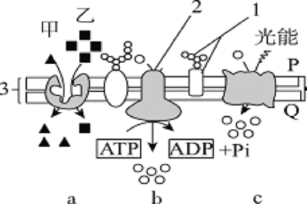 几丁质是什么的细胞壁