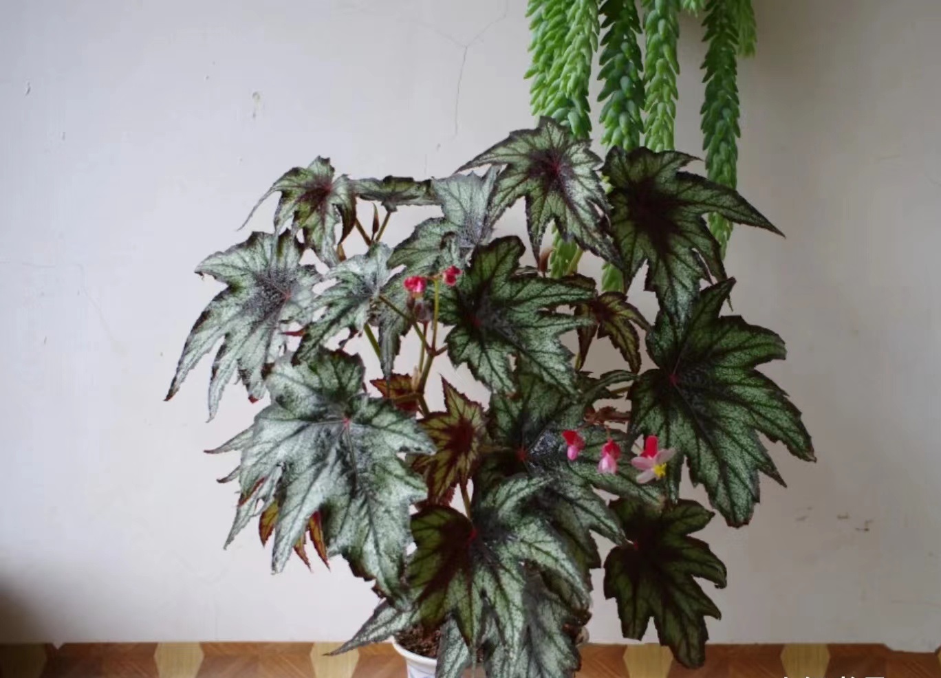 枫叶秋海棠—室内盆栽"新宠",花叶共赏,超爱开花,耐阴又好养