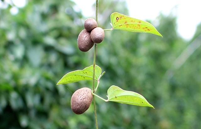 山药豆与黄独零余子