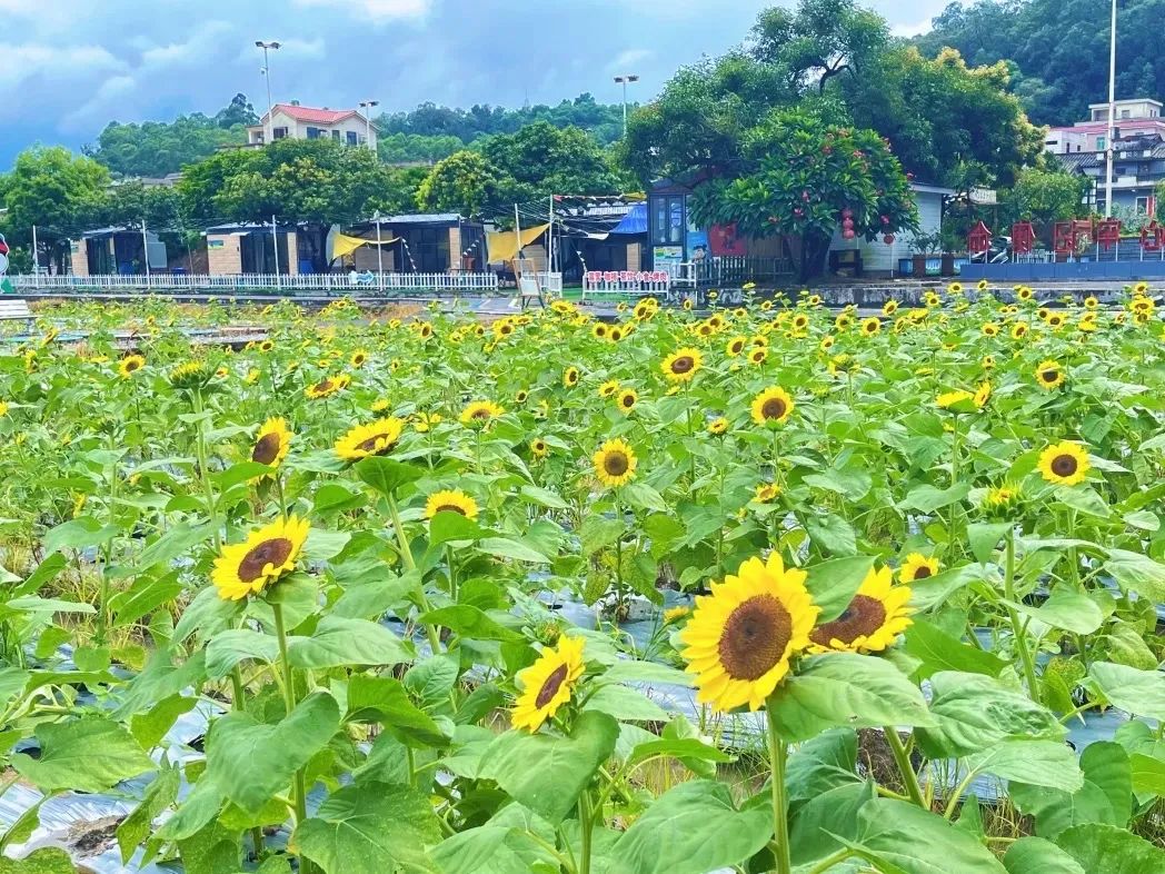 开平向日葵花海来啦!好多人去打卡