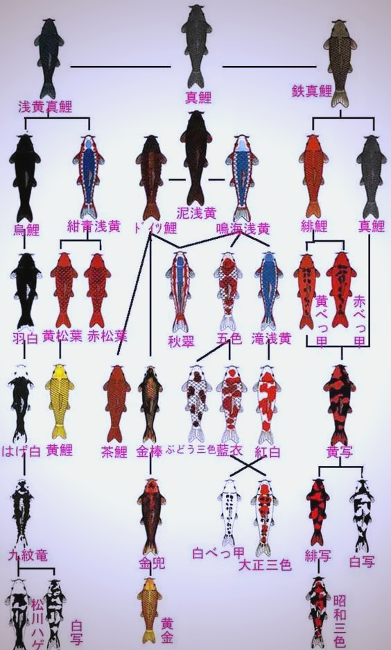 如何区分锦鲤的品种?