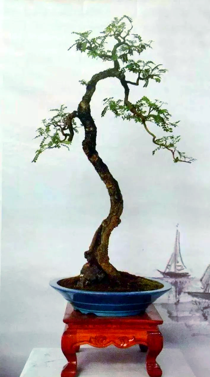 盆景中的多样曲干造型,探寻艺术之美