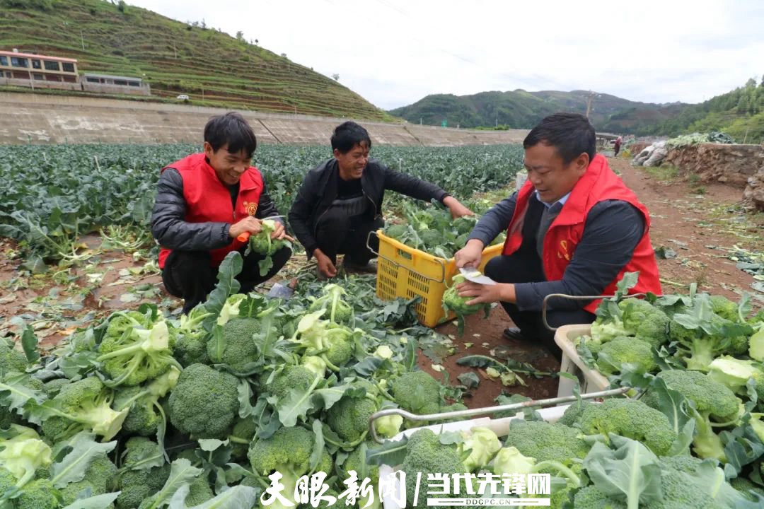 威宁炉山镇:支部引领产业兴