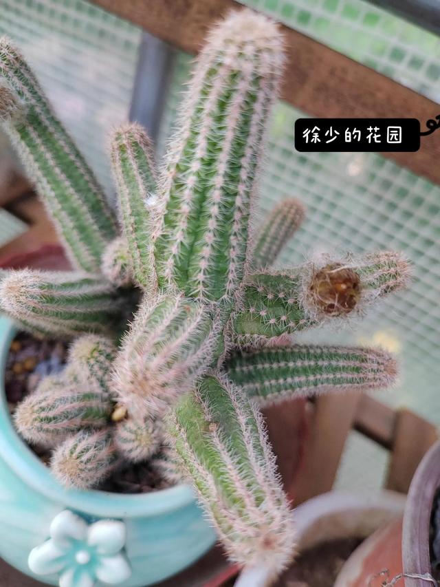 白檀仙人掌水仙情郎仙人掌的养护方法和注意事项