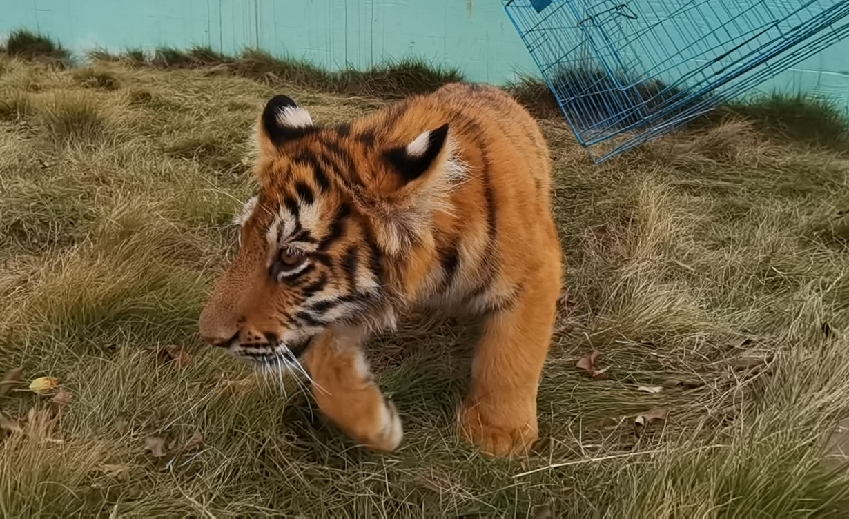 虎景广西平南雄森动物大世界云喂养助力虎虎生威