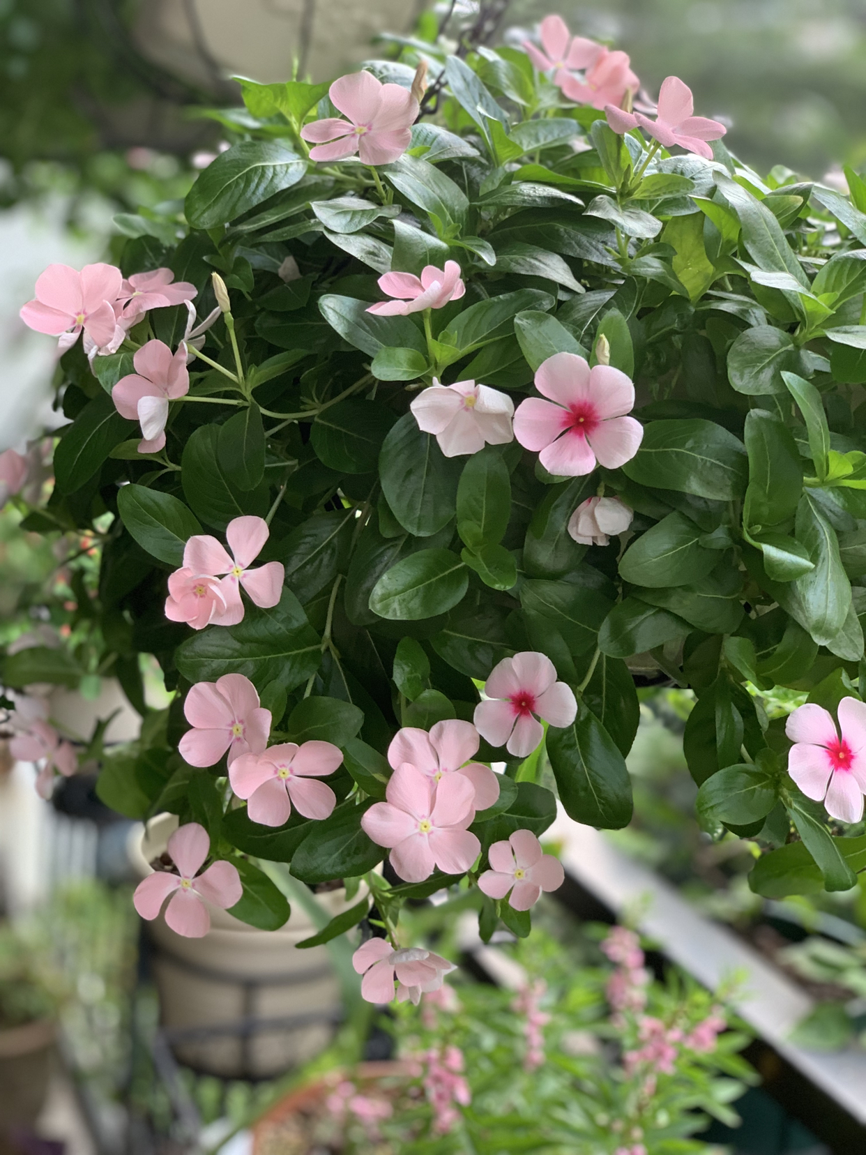 垂吊长春花,阳台盆栽"新宠",叶绿花美,四季花开,好养如绿萝