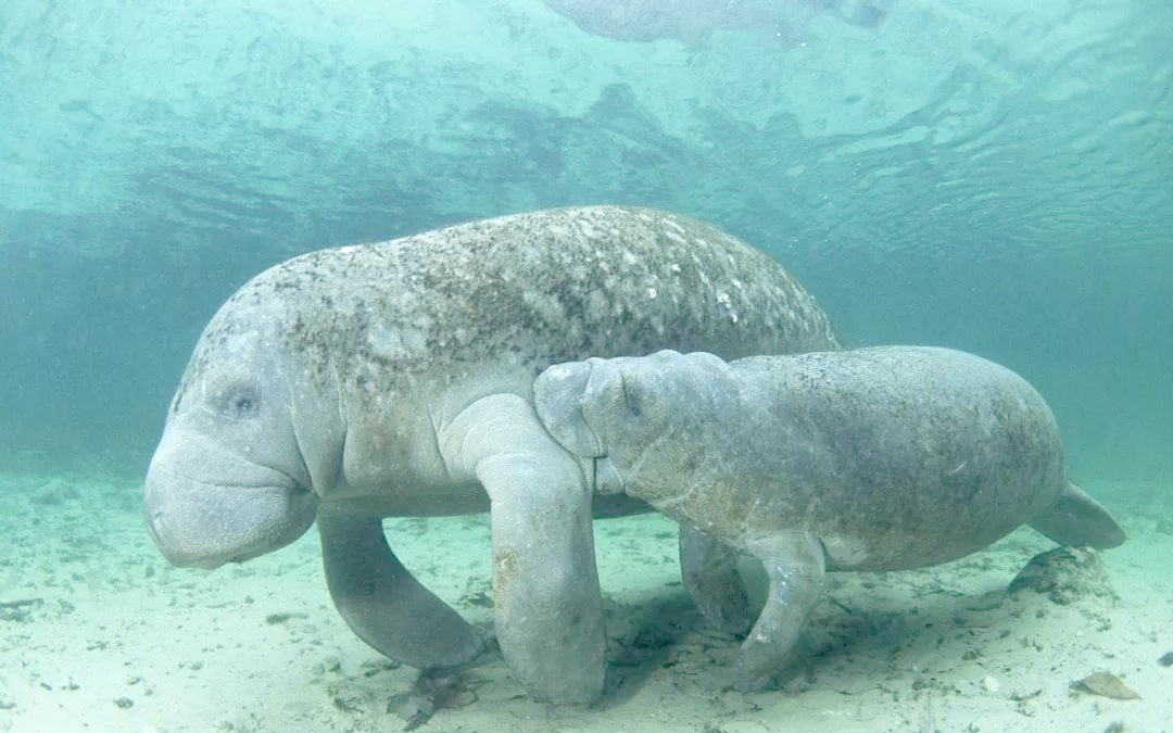 探索海牛:一种独特的海洋哺乳动物
