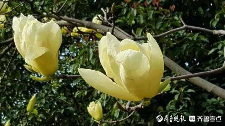 望春兰,白玉兰……济南美得惊艳的玉兰花,你了解多少?