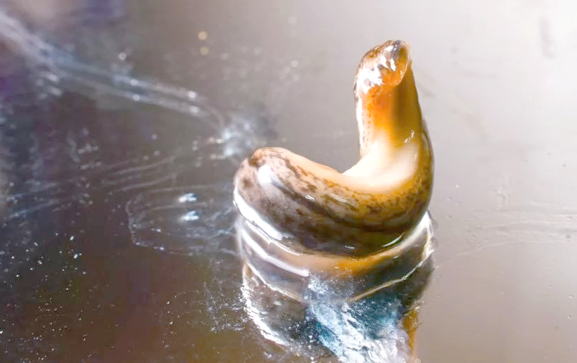蛞蝓:软体动物中的鼻涕虫,水蜒蚰