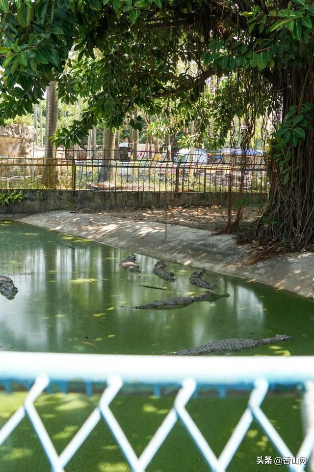 斗门珠海鳄鱼岛图片