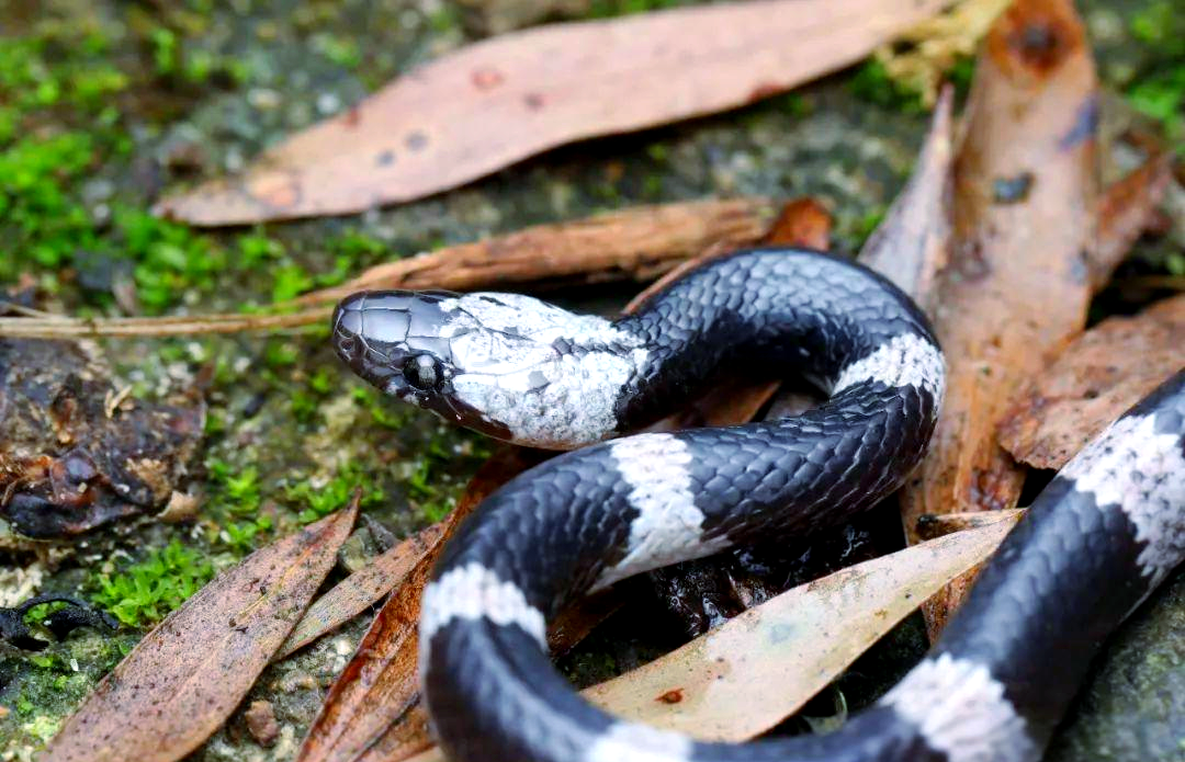香港多种具有黑白斑纹的蛇类介绍