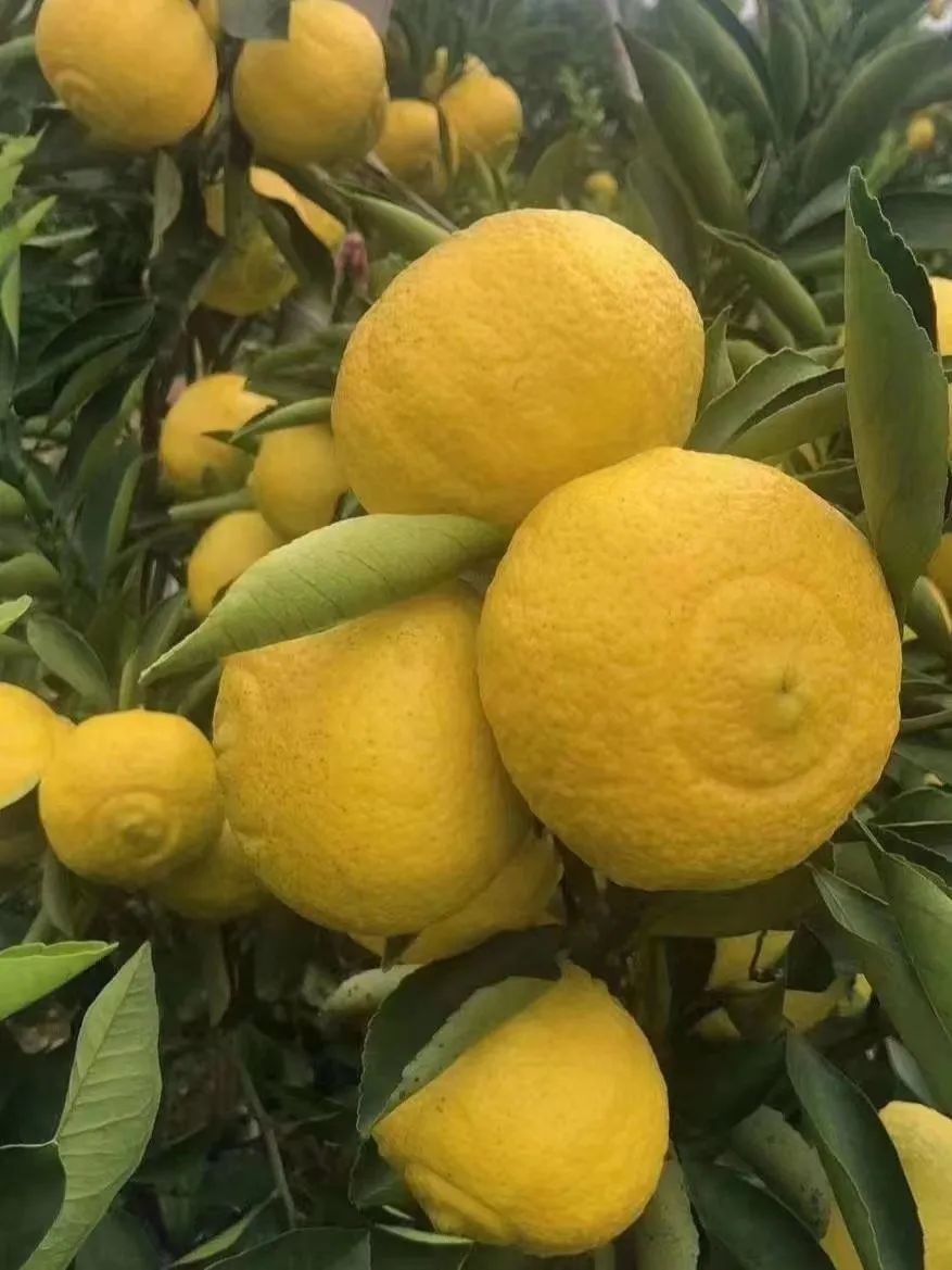 节后减重难清甜的它来帮你压压斤了