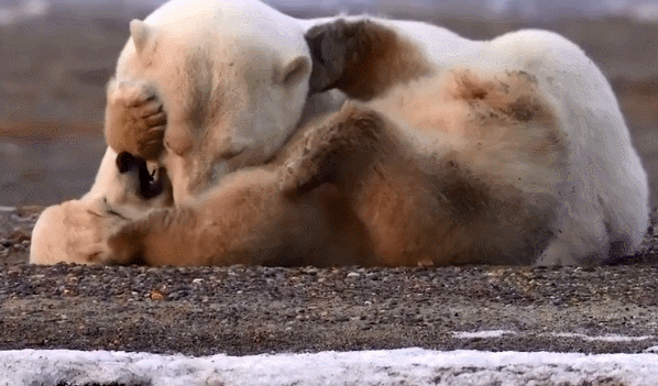 598_351gif 动态图 动图