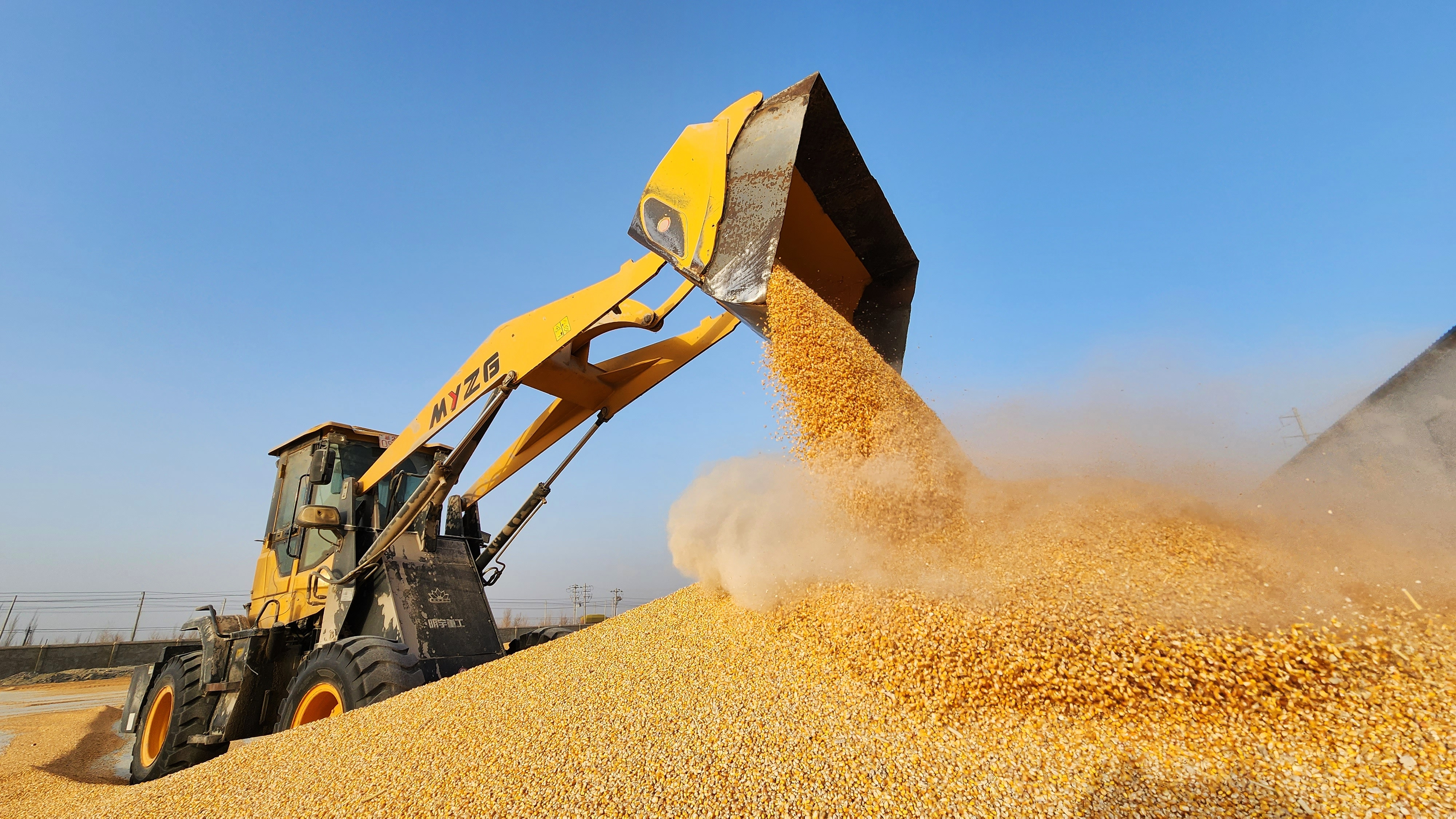 库尔勒:5.3万余亩籽粒玉米颗粒归仓