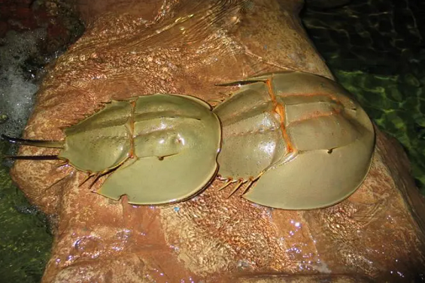 学字头鱼字底是什么字