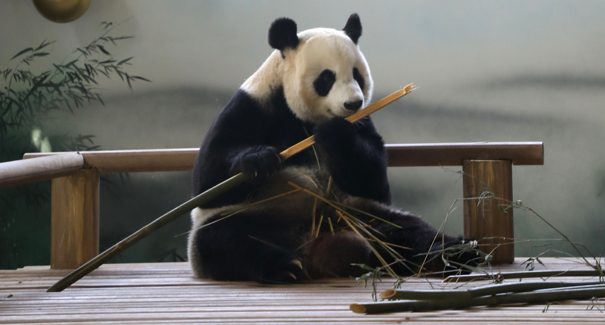 大熊猫新月竹韵落户苏州十周年
