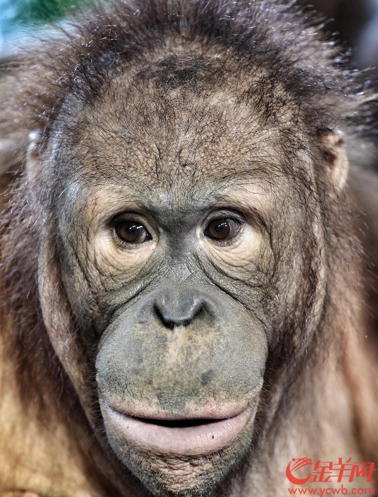 丛林智者猩猩,科普课堂显本领