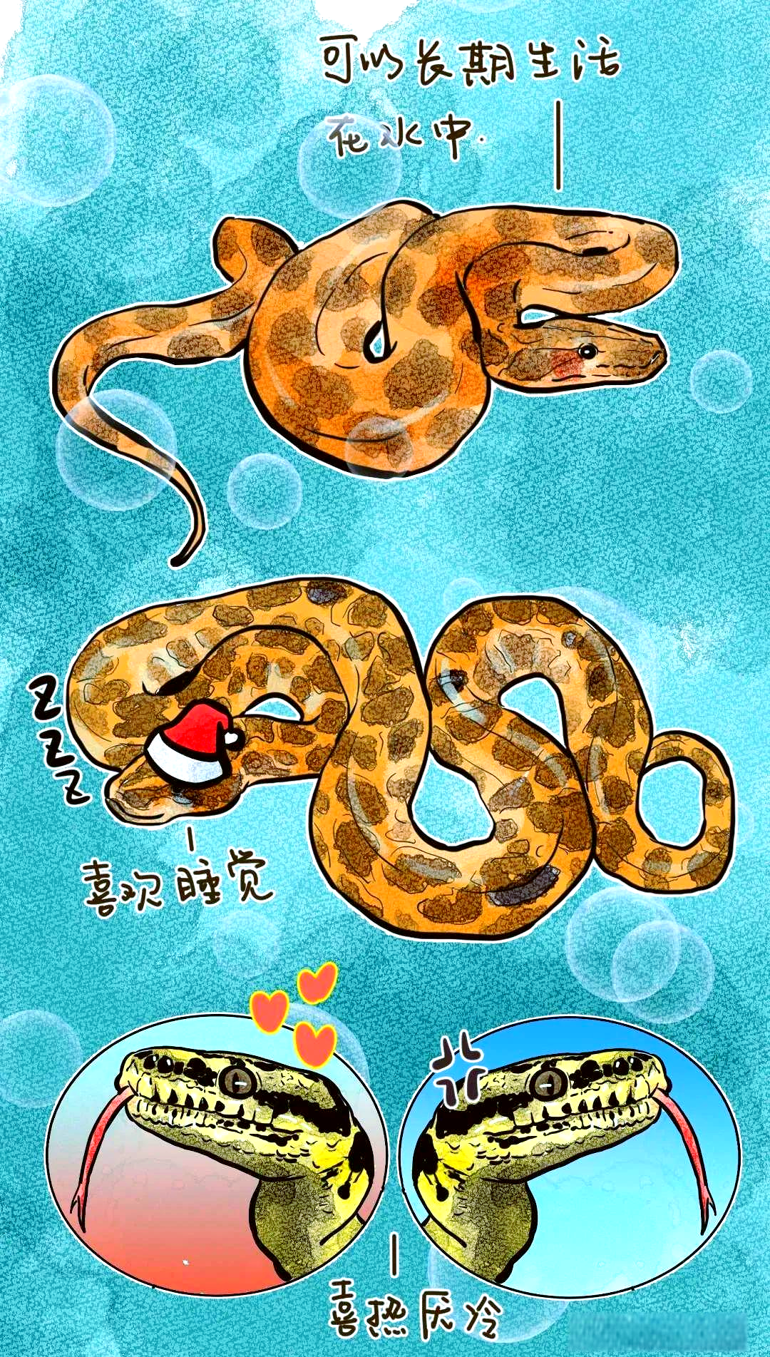 世界上独特而危险的爬行动物