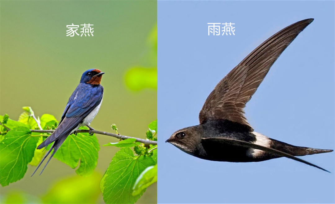 落地等于死亡,一生边飞边睡的"无脚鸟"雨燕,怎么繁衍后代?