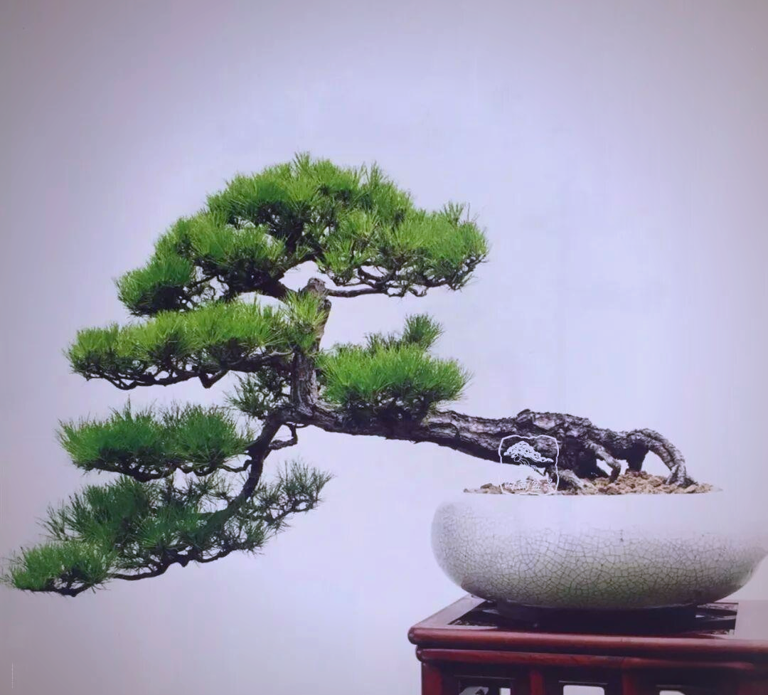 山松盆景中的生命哲理与艺术探索