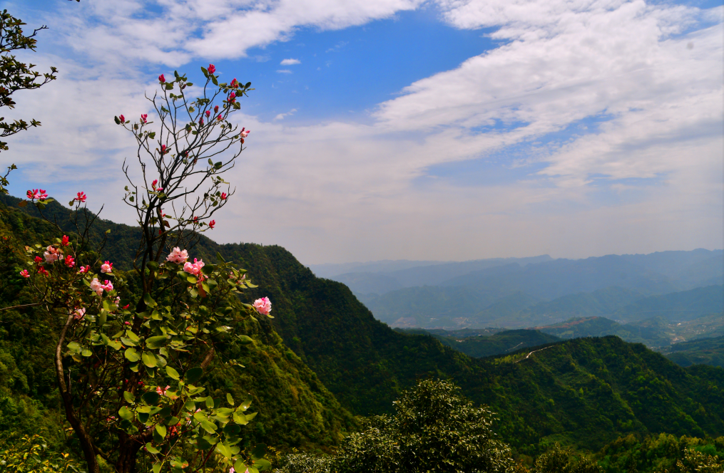 世界级稀有物种睡莲叶杜鹃,绽放四川古蔺虎头山,云海花伴十分壮美!