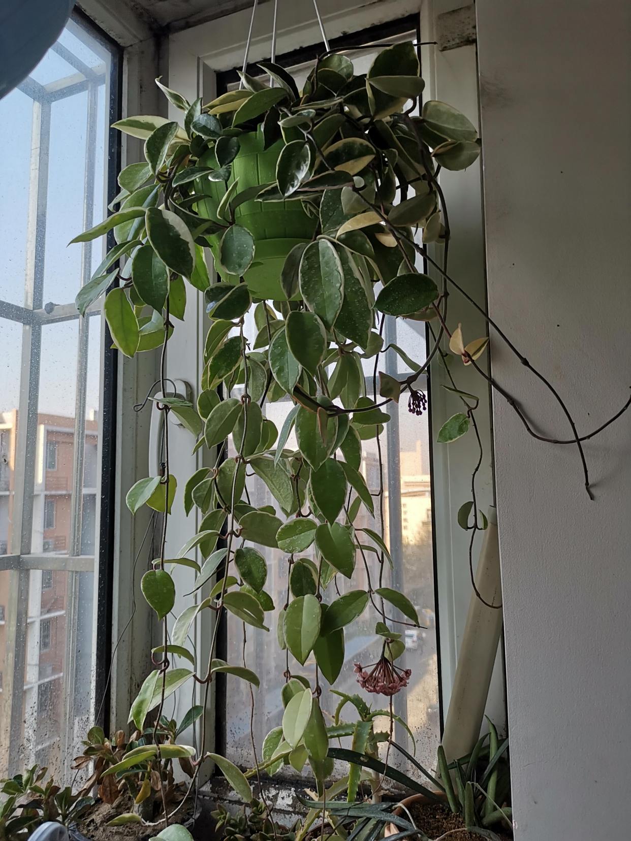 室内盆栽"新宠"—三色球兰,观叶又赏花,芬芳馥郁,开花也勤奋