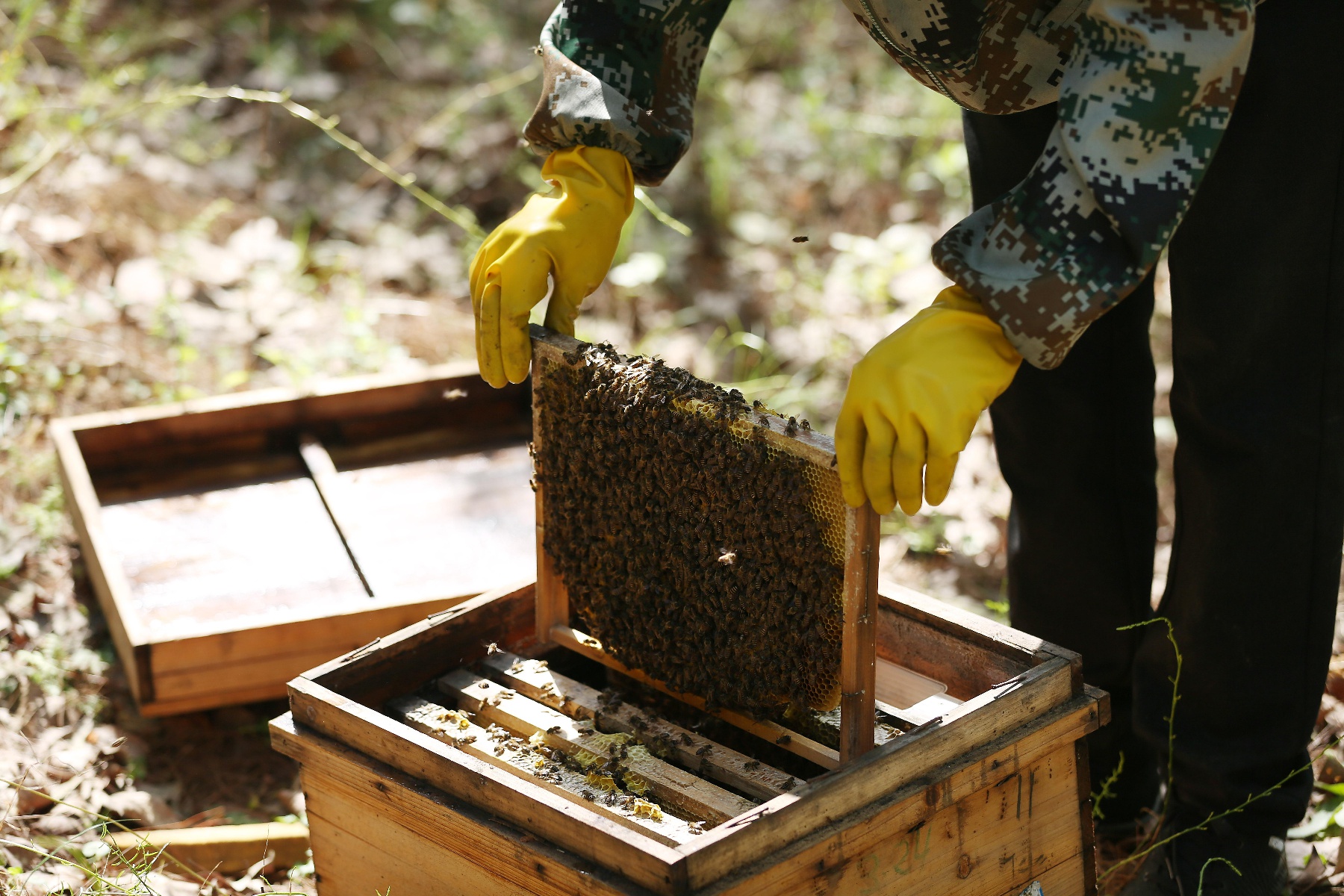 丹寨:林下养蜂助增收
