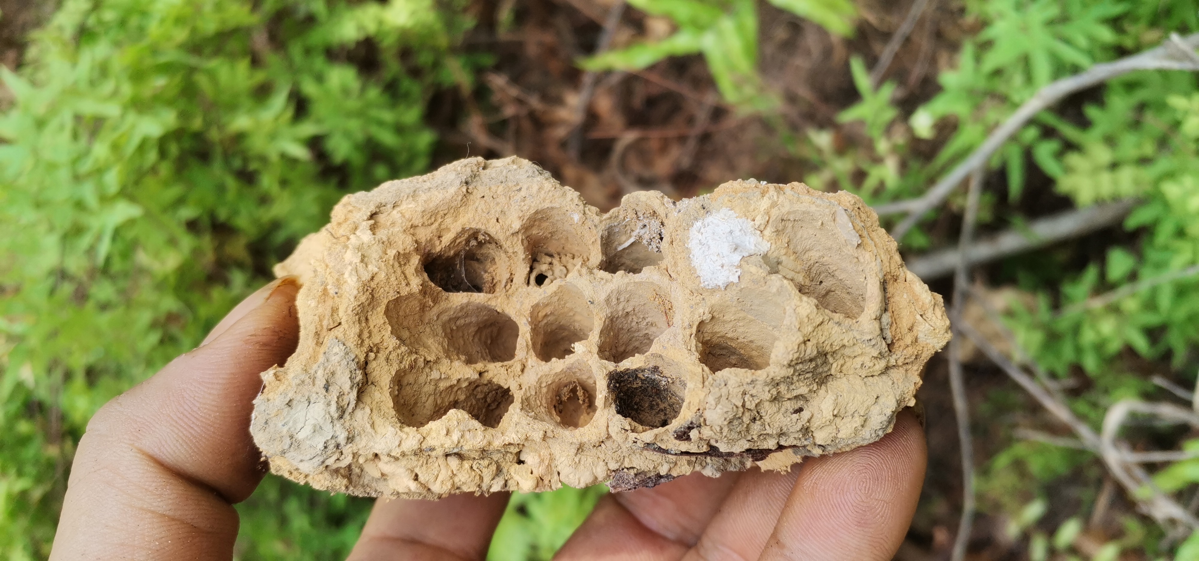 泥蜂巢在农村很常见,是治被马蜂蛰的好药