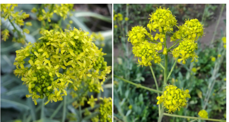 奥斯曼是什么植物